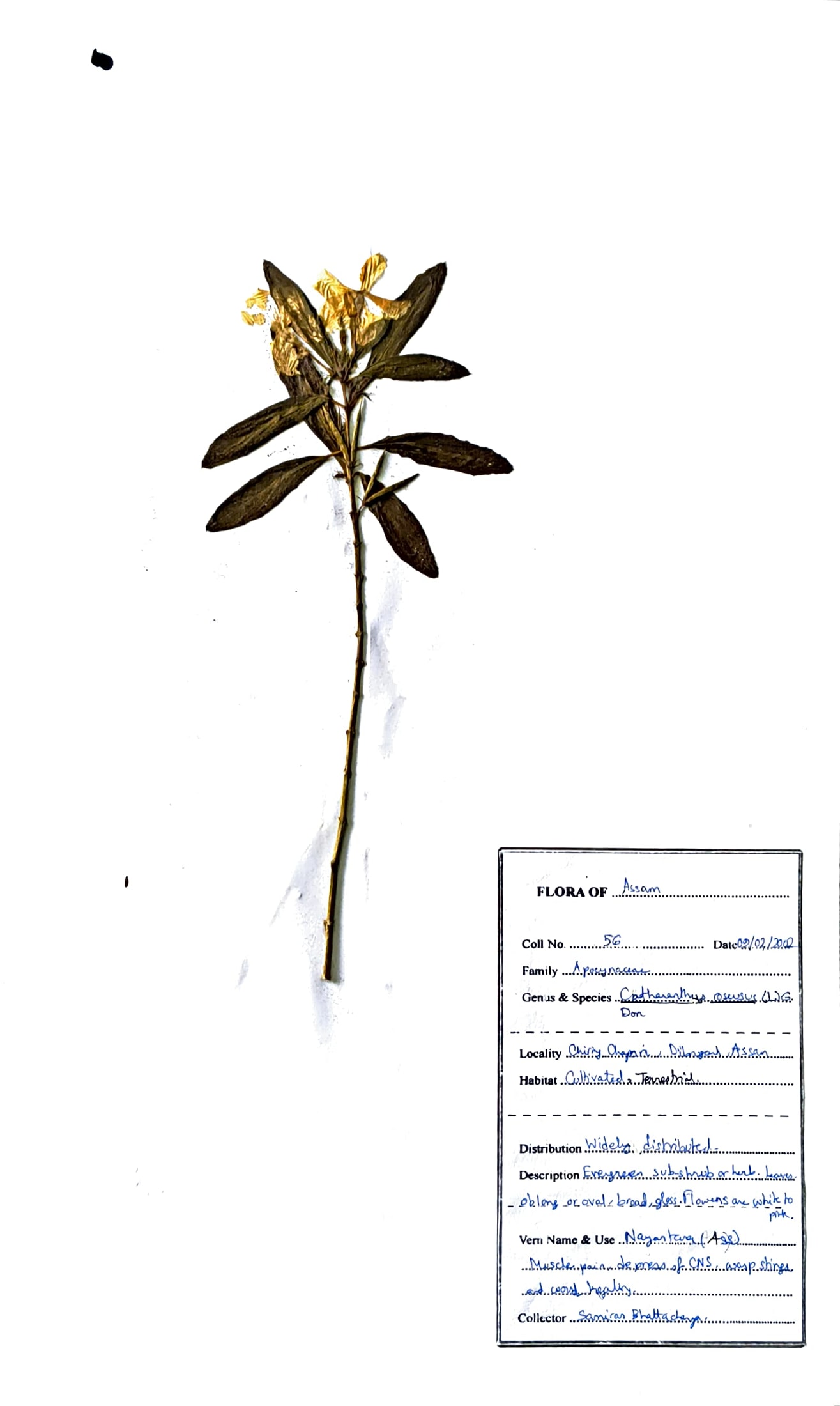Nayantora (Ass.) (Herbarium)